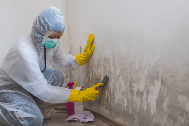 Best Certified Mold Removal  in Green Forest, AR