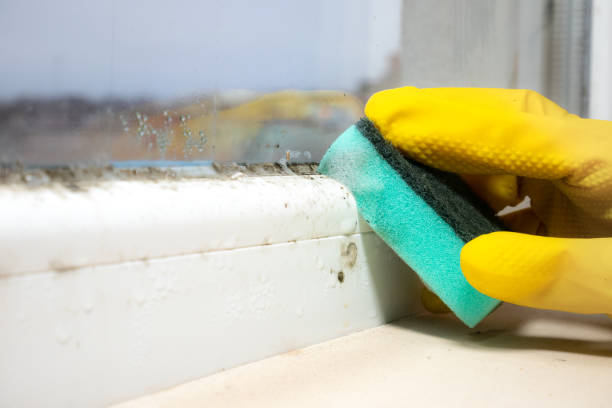 Attic Mold Removal in Green Forest, AR