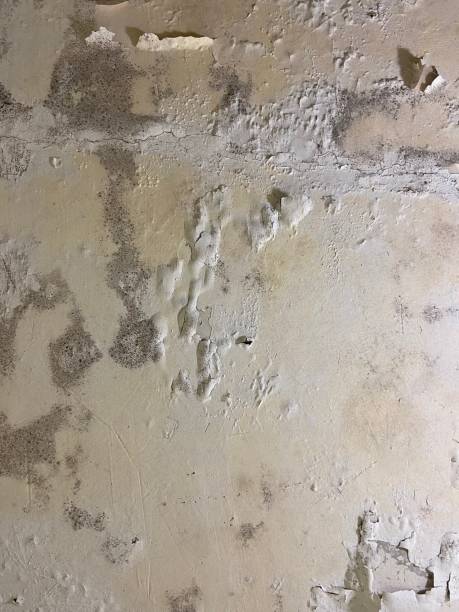 Best Local Mold Removal Service  in Green Forest, AR