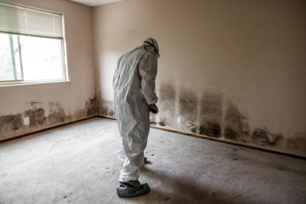 Best Attic Mold Removal  in Green Forest, AR