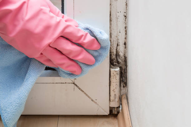 Best Mold Testing  in Green Forest, AR